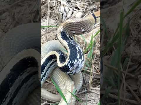 So Beautiful Snakes #snake #shots #shorts #short #vidioshort #bigsnake #youtubeshorts #snaketrap