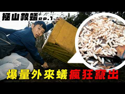 螞蟻陷阱最狂升級，目標：最惡長腳捷山蟻｜《拯山救蟻》Ep01【臺灣蟻窟】