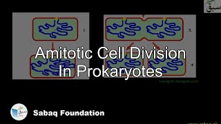 Amitotic Cell Division In Prokaryotes