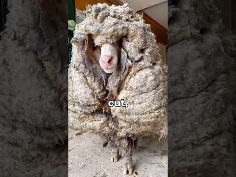 Why SHEEP Need Haircuts 🐑