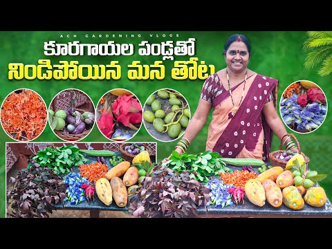 కూరగాయల పండ్లతో నిండిపోయిన మన తోట| ఒక్క చిన్న తోట నుంచే Fruits & vegetables harvest #gardening