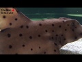 Horn Sharks and Benthic Animals