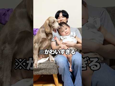 みにっくに初めて大型犬と遊ばせたらご機嫌すぎたwww #shorts