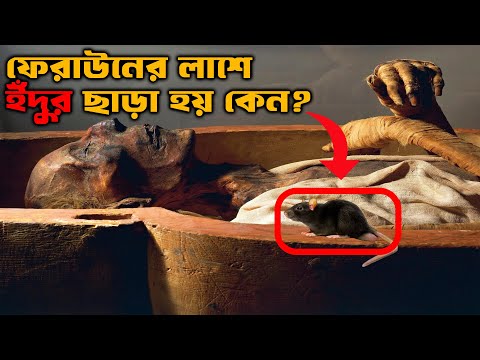 কেন ফেরাউনের লাশের উপর প্রতিবছর নির্দিষ্ট সময় ইঁদুর ছাড়া হয়?