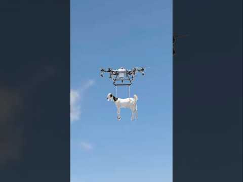 Drone bakra Le Gaya 😱😜#shortsfeed #nadeemteam #shortsviral #shorts