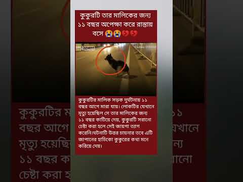 ১১ বছর অপেক্ষা করেছিল  কুকুরটি তার মালিকের জন্য রাস্তায় বসে 😭😭💔💔