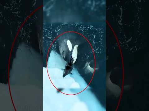 Why do seals do this? #shorts