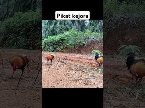 Pikat ayam hutan #pikatayamhutan