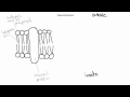 Plasma Membrane Structure and Function