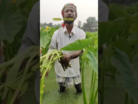 লতি রাজ কচু চাষে সাবলম্বী কৃষক।