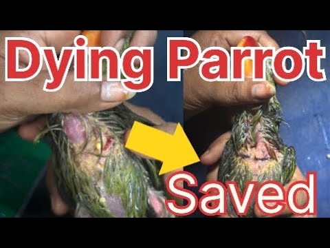 A young Parrot saved from death. Crop Fistula treatment in a parrot.