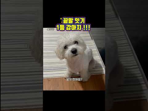 끝말 잇기 1등 강아지 !!!  #조이앤릴리 #성우김서영 #강아지