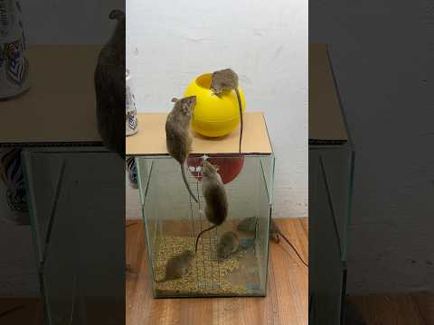 The best mouse trap ideas at home // Great tips to trap mice #mousetrap