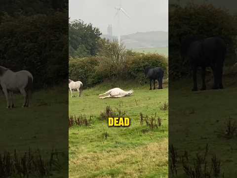 This horse loves scaring his owner! #funny #viral #animals