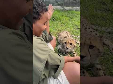 would you pet a cheetah in africa #shorts #shortsfeed