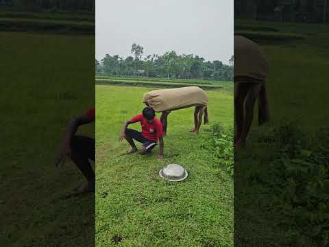 The cow came forward and then moved back again.112