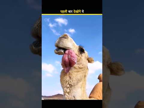 Why Camels Blow Balloons? 😨