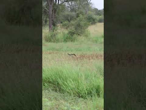 Dramatic Escape: Impala Outsmarts Wild Dogs by Diving into Water!