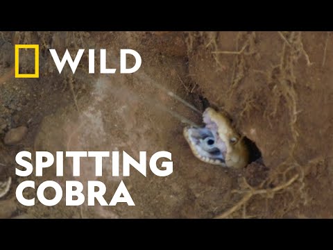 Rescuing a Spitting Cobra | Wild Venom | National Geographic WILD UK