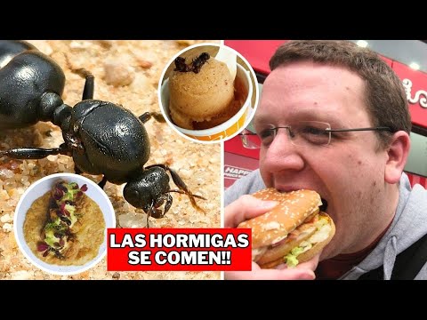 Hormigas Grandes Como Comida / Comidas Extrañas De México