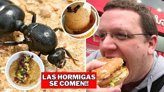 Hormigas Grandes Como Comida / Comidas Extrañas De México