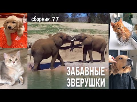 Самые смешные животные😂Приколы с котами и собаками 2023😺🐶Сборник77. МУЛЬТПАРАД COMEDY