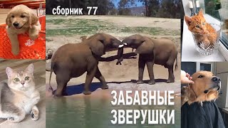 Самые смешные животные😂Приколы с котами и собаками 2023😺🐶Сборник77. МУЛЬТПАРАД COMEDY