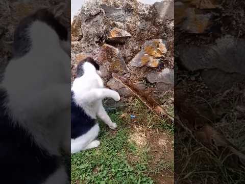PERSAHABATAN ULAR DAN KUCING.!! #ularpython #kucing #kucingkampung #ularsanca #ularsawa #kucinglucu