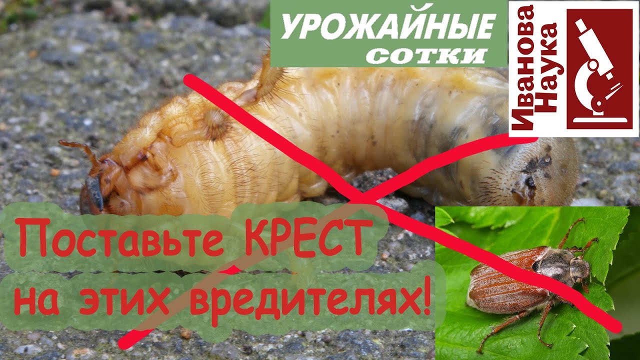 Легкая победа над вредителем! Самый простой способ без ядов и прочих средств защиты