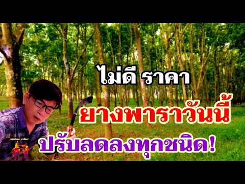 แนวโน้มราคายางพาราวันนี้ล่าสุดไม่ดีนะปรับลดลงทุกชนิดยาง!!11ม