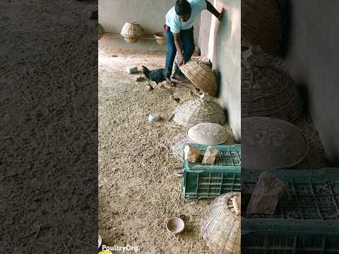 Desi murgi నాటు కోళ్ల పెంపకం देसी मुर्गी no.54 #shorts #desimurgi #chicken #poultry #poultryorg