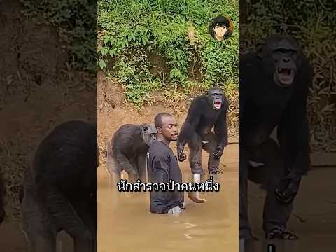 กลยุทธ์สุดแนบเนียนที่นักสำรวจใช้รักษาชิมแปนซี #ไวรัล #shorts #สัตว์โลกน่ารัก