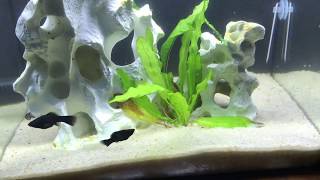 FLUVAL FLEX