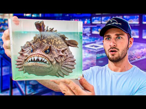 THIS FISH CAN KILL YOU…