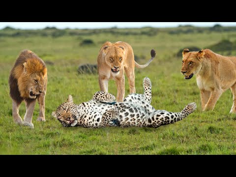 A Lone Leopard Fights With 12 Lions And The Surprising Ending After 30 Minutes