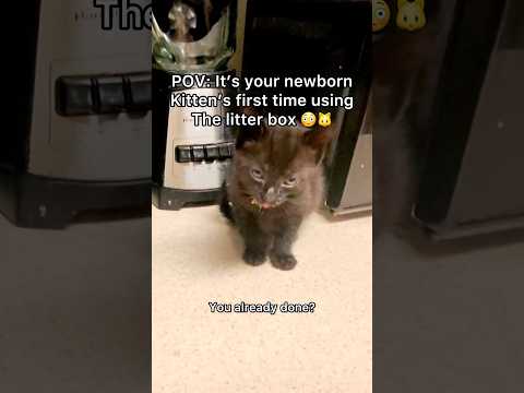 She did so good 😫🐱💩#pov #cat #shorts