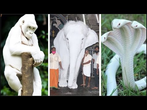 15 Animales ALBINOS Más Inusuales Que Existen En El Mundo