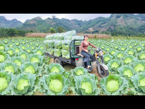 Use 3-wheeled Vehicle Harvesting Cabbage Goes To Country Market Sell | Phuong Free Bushcraft