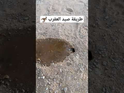 طريقة سهلة لصيد العقرب الصحراوي #السعودية #مقناص #العقرب