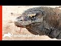 Komodo Dragons: Behavior and Biology