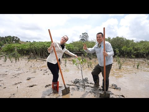 LITORAL DE MER DE CHINE MERIDIONALE 【Les mangroves du Guangxi, un sanctuaire pour les hérons blancs】