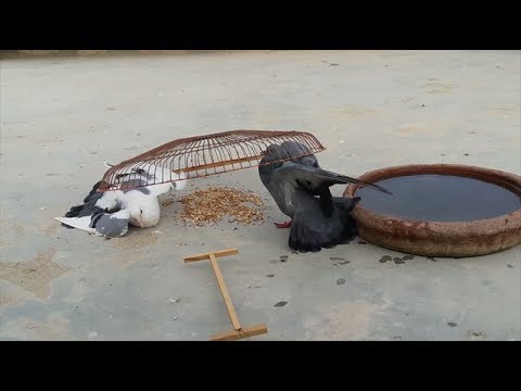 Pigeon Trap - How to Catch Pigeon Easily - Easy Bird Trap