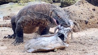 How Komodo Dragons Search For Animal Carcasses