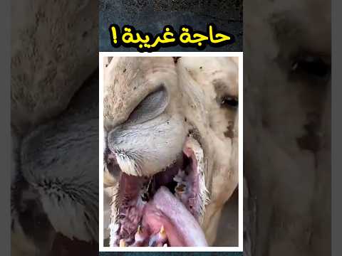كيف يصبح الجمل الحاج متولى 🐫