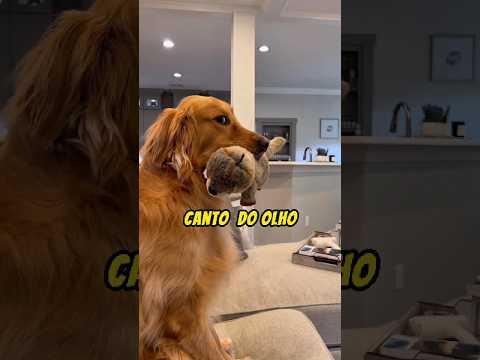 Por que os cachorros olham de CANTO do OLHO?