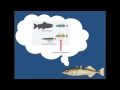 Stickleback Pelvic Development and Genetics