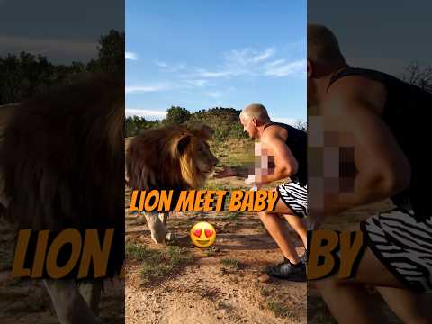 Lion Meet Baby😳😍