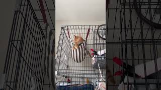 寝ぼけ猫の毛繕い