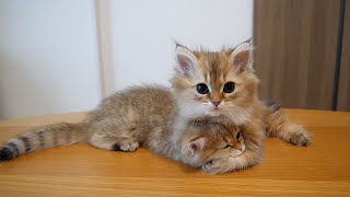 Cute kitten suddenly starts playing wrestling...