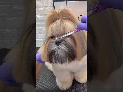 SHIHTZU CLEANING EYES #doggroomingtips #puppy #shihtzu